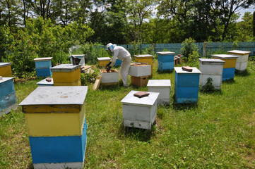 Great amateur apiary with double-hulled hives near a residential building
