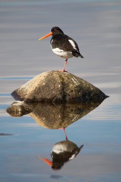 Oystercatcher on rock standing on one leg reflected in water