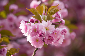 flowers with leaves on sakura tree on blurred natural background