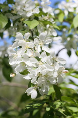 A beautiful branch of apple blossoms.