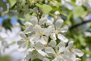 A beautiful branch of apple blossoms.
