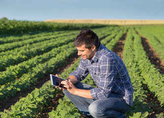 Farmer with tablet in soybean field