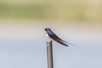 rauchschwalbe