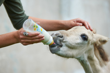 Orphan foal drinking milk from the bottle - 159229162