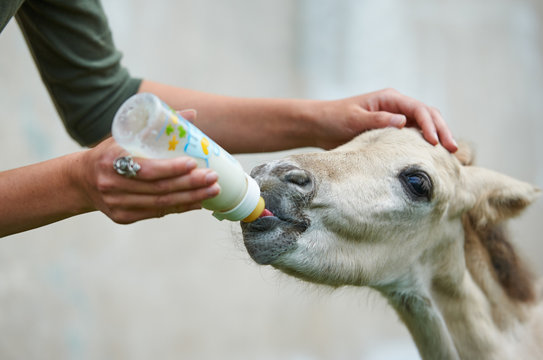 Orphan foal drinking milk from the bottle