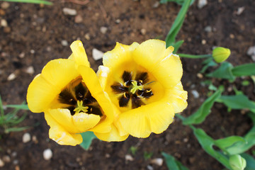 Fototapeta premium Yellow tulips blooming on the flowerbed, closeup, top view