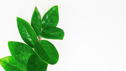 Green leaf on white background close up