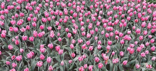 tulips