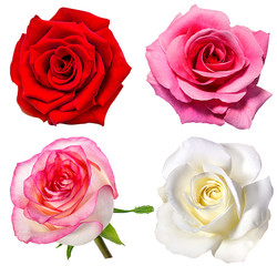 Collection of  roses  isolated on the white