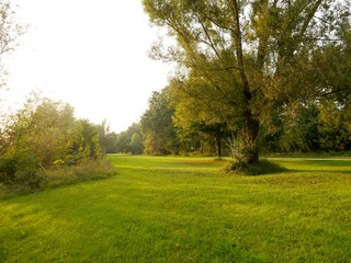 Fototapeta na wymiar Baum auf hellgrüner Wiese