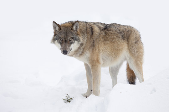 Gray wolf in winter