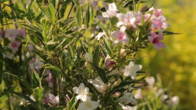 Bush with Small Flowers