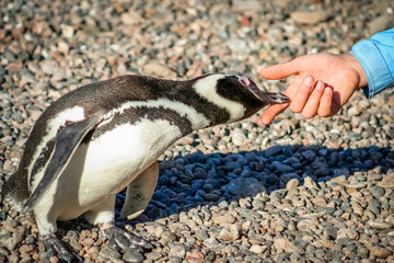 Curious Magellanic penguin