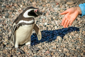 Handshake With Penguin