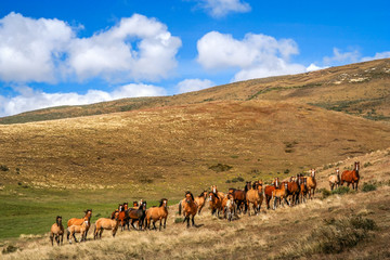 Wild patagonian horses