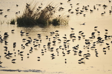 Fototapeta premium The sea bird