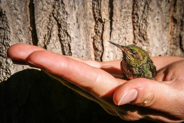 Little green hummingbird