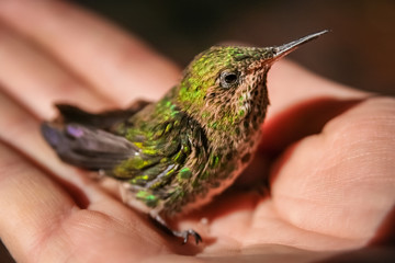 Little green hummingbird © Pav-Pro Photography 