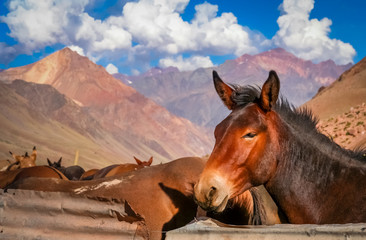 Brown horse in the Andes