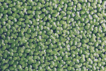 Duckweed close up