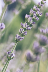 Lavender flowers