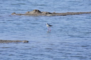 Obraz premium The sea bird