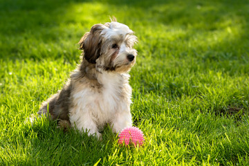 Cute havanese puppy dog sitting in the grass with his pink ball