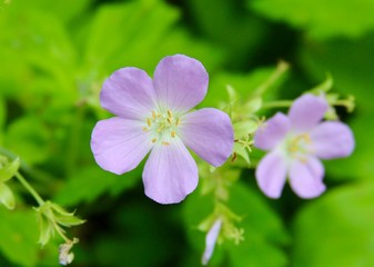 The purple wildflowers on a close up view.