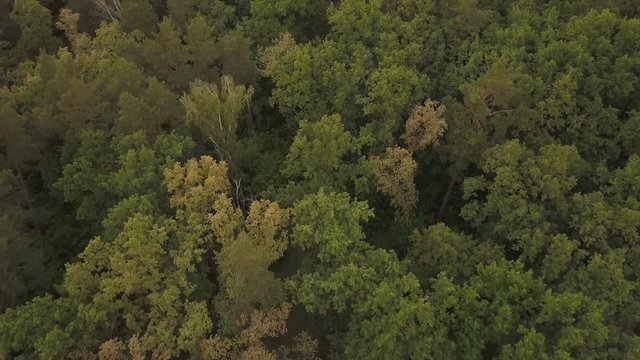 Green fresh forest. Deciduous and coniferous trees. Aerial view