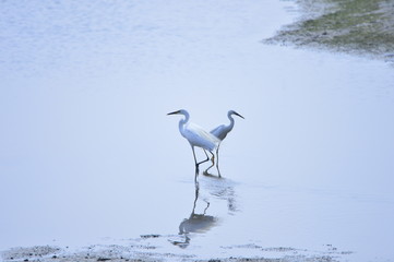 egrets