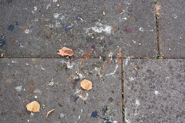 A dirty concrete sidewalk with leaves and bird poo