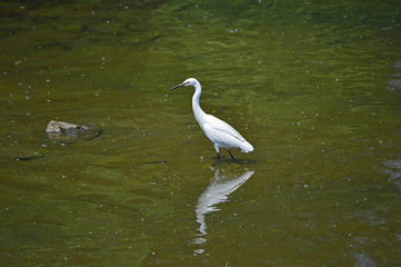 egrets