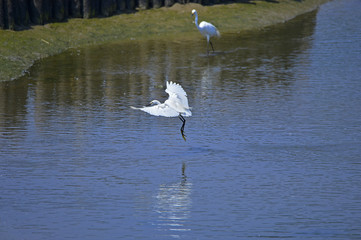 egrets