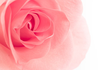 Obraz na płótnie Canvas Rose flowers 