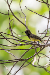 Bird (Olive-backed sunbird) on a tree