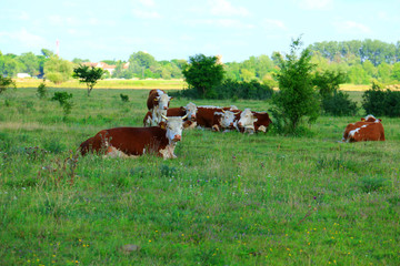 cows resting in the shade