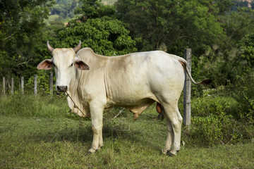 Cow on a summer pasture