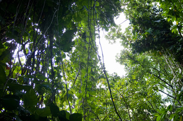 Forêt, nature