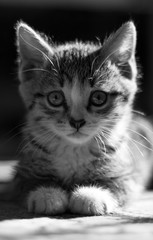Close-up portrait of tabby house cat - black and white