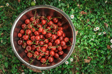 Organic cherries in the bowl on grass with blank space