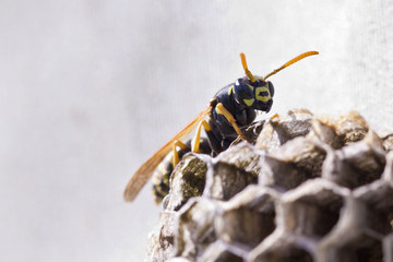 Wespenplage: Wespen im Nest