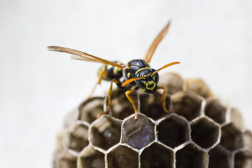 Wespenplage: Wespen im Nest