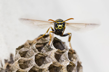 Wespenplage: Wespen im Nest