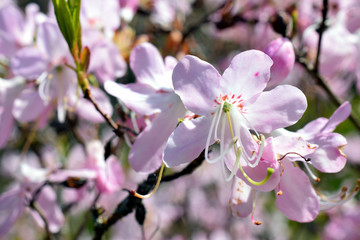 Beautiful pink flower of Rhododendron vaseyi, also known as pinkshell azalea. Focus on foreground.