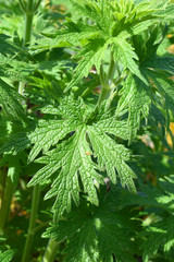 Leaf of Leonurus cardiaca, also know as motherwort
