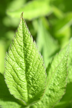Close up of Chaerophyllum aromaticum leaf