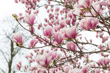 blühender Magnolienbaum