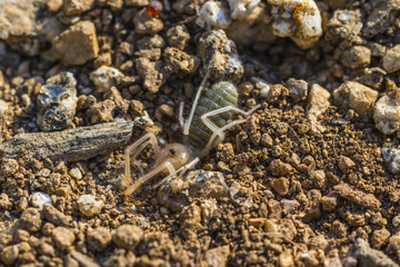 Macro Spider in Dirt