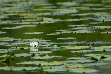 Single white water lily flower on a pond with full of lily pads.