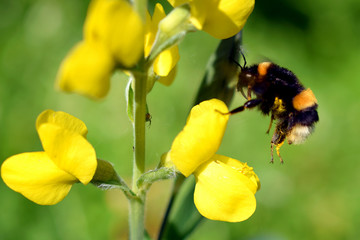 Flying Bumblebee landing to Lathyrus davidii yellow flower. 